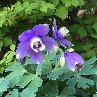 中古オダマキが無料 格安で買える ジモティー