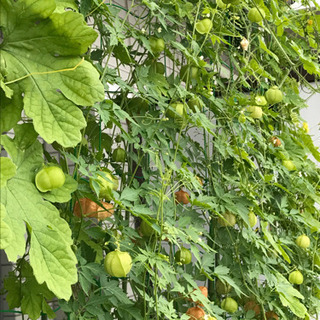 夏用グリーンカーテンのプランター植え