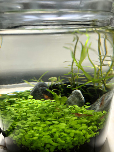ボトルアクアリウム 水草5種 レッドシュリンプ4匹 ラムズボーン グッピー こはま 赤嶺のその他の中古あげます 譲ります ジモティーで不用品の処分 ボトルアクアリウム 水草5種 レッドシュリンプ4匹 ラムズボーン グッピー こはま 赤嶺のその他の中古あげます 譲ります ジモティーで不用品の処分