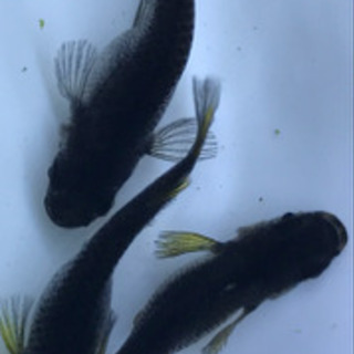 メダカ めだか オロチ 若魚 よっしー 東近江のその他の中古あげます 譲ります ジモティーで不用品の処分