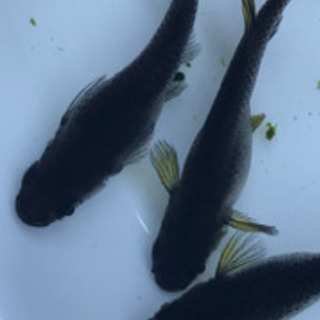 メダカ めだか オロチ 稚魚 よっしー 東近江のその他の中古あげます 譲ります ジモティーで不用品の処分