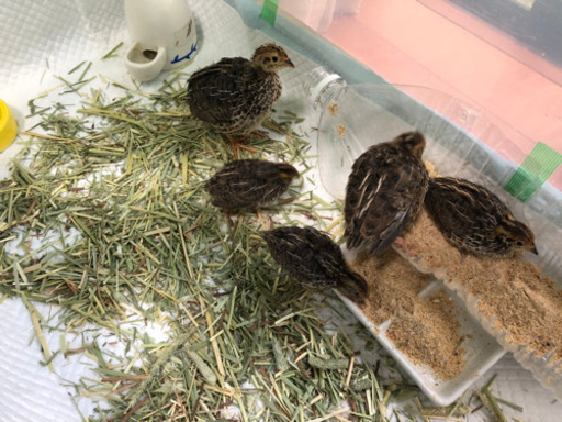 並うずらの雛5羽 かって 厚木のその他の里親募集 ジモティー