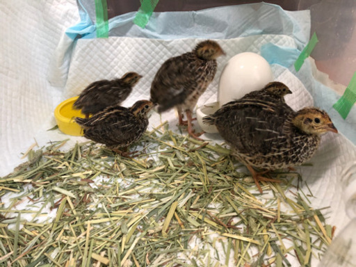 並うずらの雛5羽 かって 厚木のその他の里親募集 ジモティー