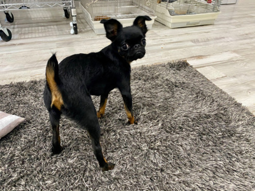 埼玉の犬友募集 けろまゆ 東松山の友達のメンバー募集 無料掲載の掲示板 ジモティー