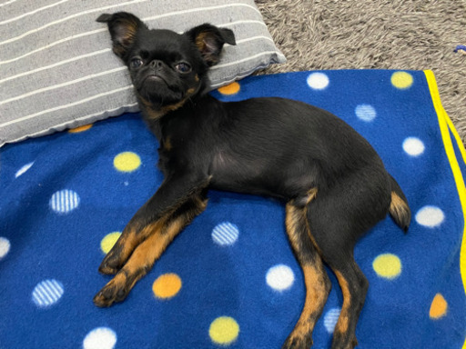 埼玉の犬友募集 けろまゆ 東松山の友達のメンバー募集 無料掲載の掲示板 ジモティー