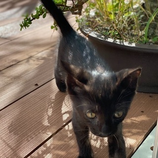 子猫 ♀1匹 ♂1匹 − 沖縄県