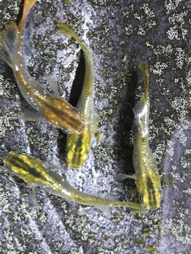 メダカ めだか 鳳凰ラメ 稚魚 よっしー 東近江のその他の中古あげます 譲ります ジモティーで不用品の処分
