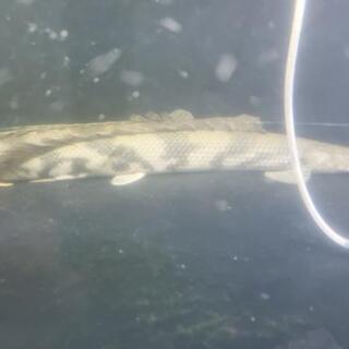 随時更新。生体売り尽くし価格、水槽いろいろテクニクスＳＬ-1200  アームトーンアーム