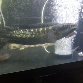 随時更新。生体売り尽くし価格、水槽いろいろ