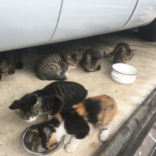 茨城県の捨て猫 里親募集 ジモティー