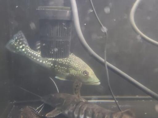 熱帯魚3種