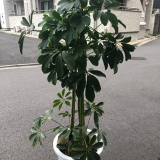 観葉植物中型サイズ マコト 三郷のその他の中古あげます 譲ります ジモティーで不用品の処分