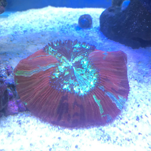 【決まりました】オオバナサンゴ　ヒユサンゴ　レッドマルチ　海水魚