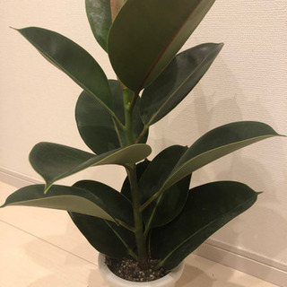 ゴムの木　観葉植物