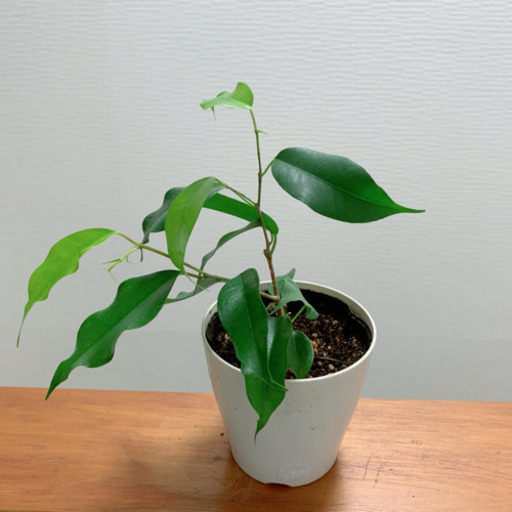 ベンジャミン 苗木 観葉植物 植物苗 みんみん 三ツ境の生活雑貨の中古あげます 譲ります ジモティーで不用品の処分