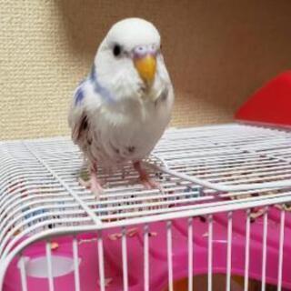 埼玉県のインコ 里親募集 ジモティー