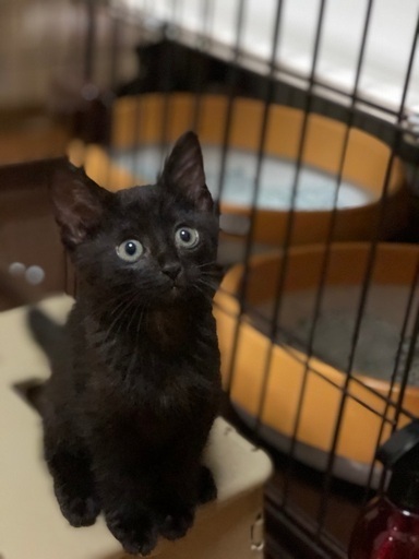 おっとりした黒猫ちやん ハナハナ 姪浜の猫の里親募集 ジモティー おっとりした黒猫ちやん ハナハナ 姪浜の猫の里親募集 ジモティー