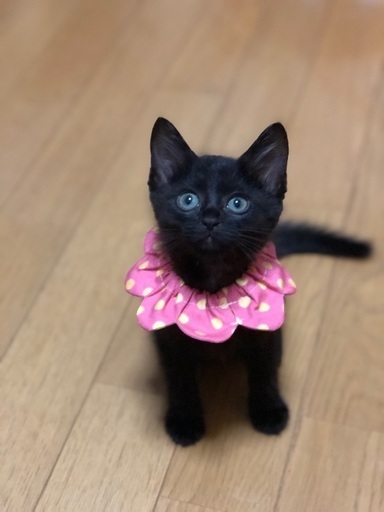 おっとりした黒猫ちやん ハナハナ 姪浜の猫の里親募集 ジモティー おっとりした黒猫ちやん ハナハナ 姪浜の猫の里親募集 ジモティー