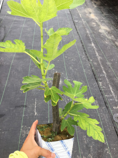 いちじく苗の販売 ゆう 草津のその他の中古あげます 譲ります ジモティーで不用品の処分