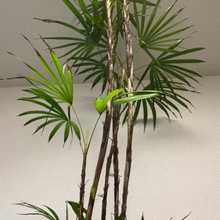 大型 シュロチク 10号鉢 2m50cmほど 観葉植物