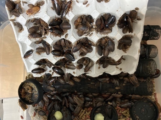 デュビア  飼育セット