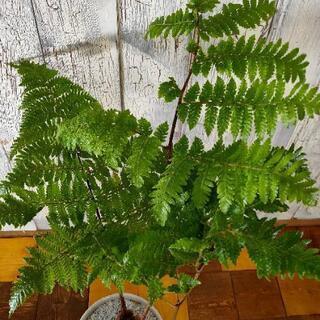 【観葉植物】希少ゴールデンチャウチャウ受皿付