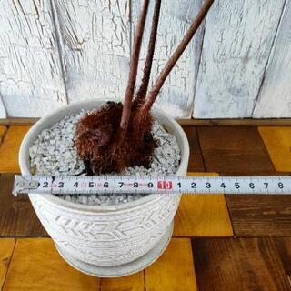 【観葉植物】希少ゴールデンチャウチャウ受皿付