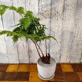 【観葉植物】希少ゴールデンチャウチャウ受皿付