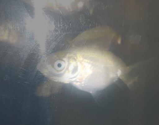 金魚 らんちゅう青子 趣味金ぎょちゃん 京成立石のその他の中古あげます 譲ります ジモティーで不用品の処分 金魚 らんちゅう青子 趣味金ぎょちゃん 京成立石のその他の中古あげます 譲ります ジモティーで不用品の処分