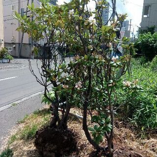 北海道の樹木 その他の中古が安い！激安で譲ります・無料であげます  