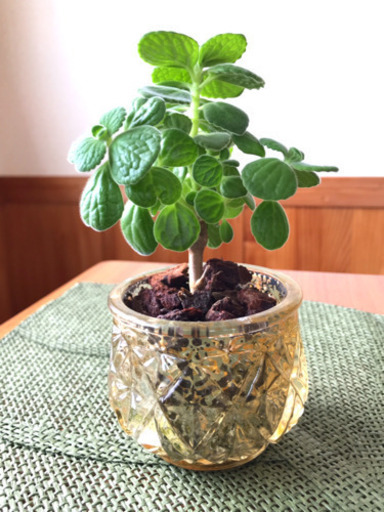 決定 かわいい観葉植物 アロマティカス苗 ゆうすけ 大元のその他の中古あげます 譲ります ジモティーで不用品の処分