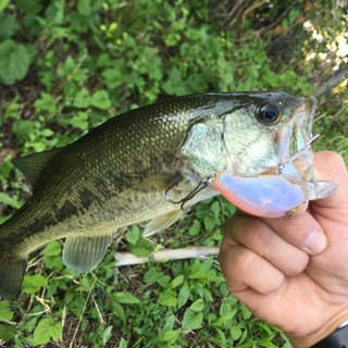 バス釣りの画像