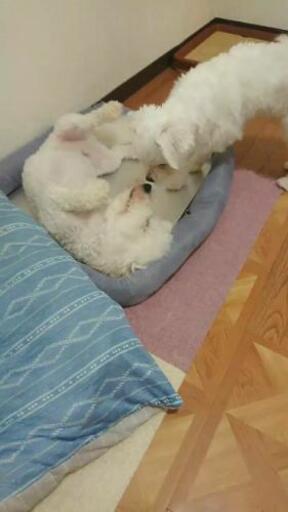 犬友募集 ビションフリーゼとマルチーズ8ヶ月 まるとりぜ 志木のその他のメンバー募集 無料掲載の掲示板 ジモティー 犬友募集 ビションフリーゼとマルチーズ8ヶ月 まるとりぜ 志木のその他のメンバー募集 無料掲載の掲示板 ジモティー