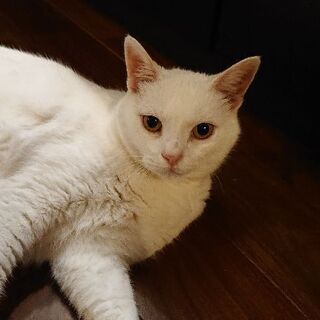 マイペースなしろねこ。まっしろ美猫です！