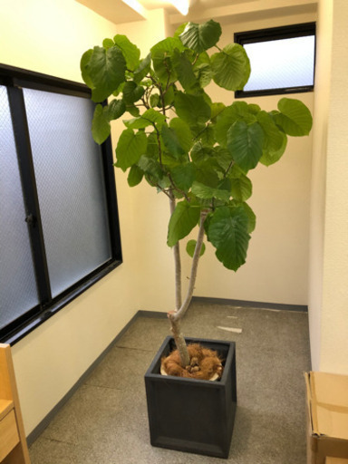 観賞 植物