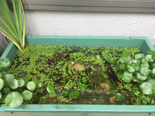 ヒメタニシ 10個 M2 桜井のその他の中古あげます 譲ります ジモティーで不用品の処分