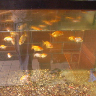 めだか 金魚 春が来た 新木曽川のその他の助け合い ジモティー めだか 金魚 春が来た 新木曽川のその他の助け合い ジモティー