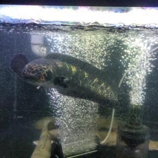 随時更新。生体売り尽くし価格、水槽いろいろテクニクスＳＬ-1200  アームトーンアーム