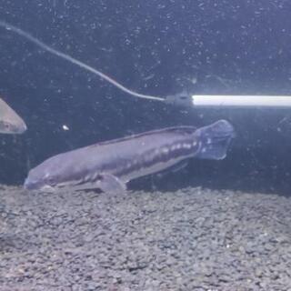 随時更新。生体売り尽くし価格、水槽いろいろ