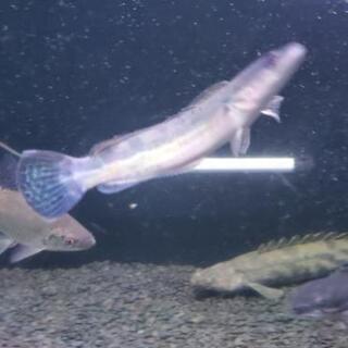 随時更新。生体売り尽くし価格、水槽いろいろ