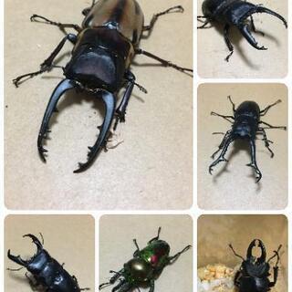 カブトムシ イベント情報 ジモティー カブトムシ イベント情報 ジモティー