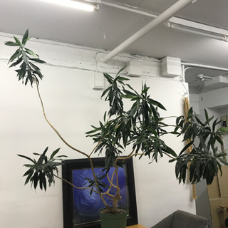 観葉植物