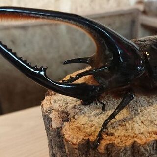 ネプチューンオオカブト♂１４０㎜ ♀フリーペア 郵送しません。 ネプチューンオオカブト♂140㎜ ♀フリーペア 郵送しません。