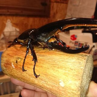 格安❗ヘラクレス.ヘラクレス♂149㎜♀フリー 郵送しません。 格安❗ヘラクレス.ヘラクレス♂149㎜♀フリー 郵送しません。