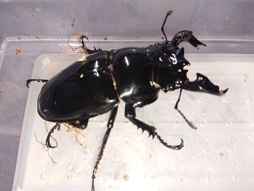 残り2頭タランドゥスツヤクワガタ♂80㎜♀フリーペア 郵送しません。