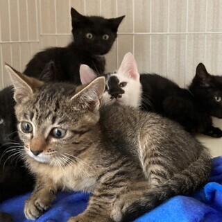 美猫 ２ヶ月の 兄弟 ( 黒３・キジ１・シロクロ１) - 岐阜市