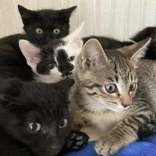 美猫 ２ヶ月の 兄弟 ( 黒３・キジ１・シロクロ１) - 猫