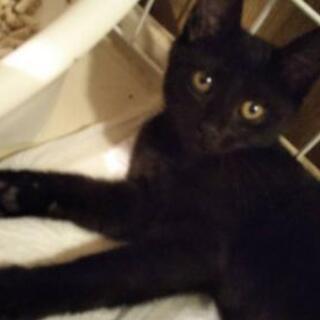 急募 可愛い仔猫の姉妹の里親さま Nico 下山門の猫の里親募集 ジモティー 急募 可愛い仔猫の姉妹の里親さま Nico 下山門の猫の里親募集 ジモティー