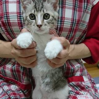 子ねこの里親募集　３月２４日生まれの男の子