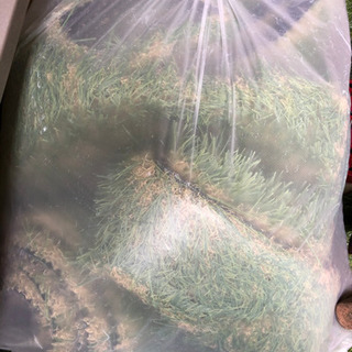 人工芝　芝丈35mm